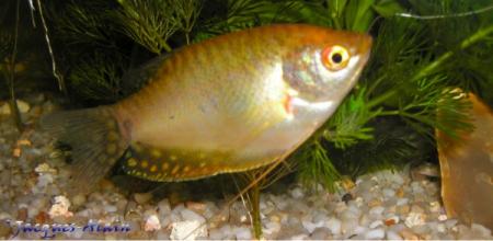Gourami Jaune